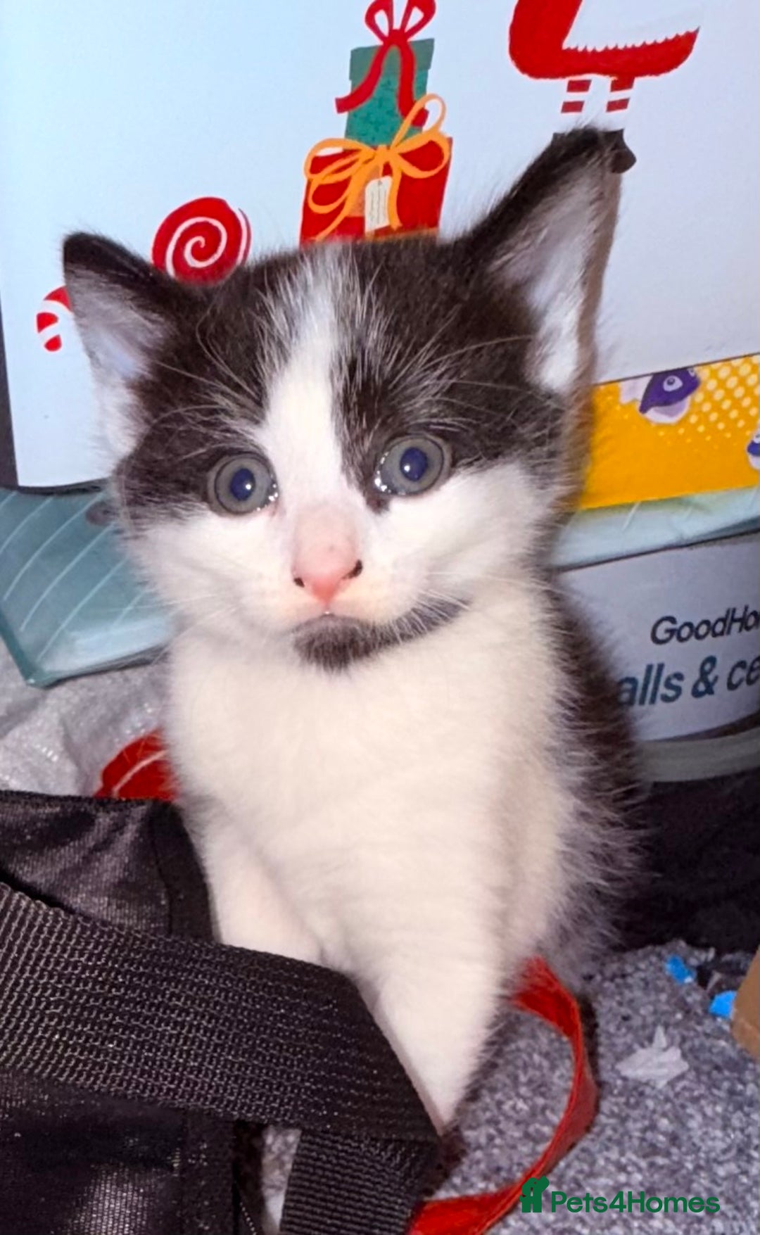 Domestic Shorthair cats for sale: 1 male and 2 female cats for sale - Image 7