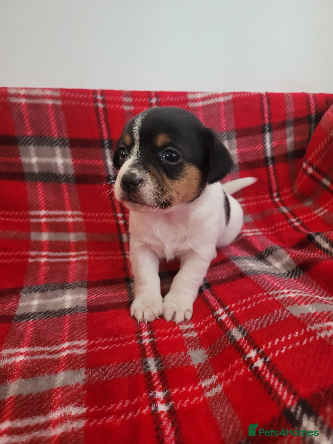 Mixed Breed dogs for sale: Jack Russell 3/4 1/4 chihuahua - Advert 5