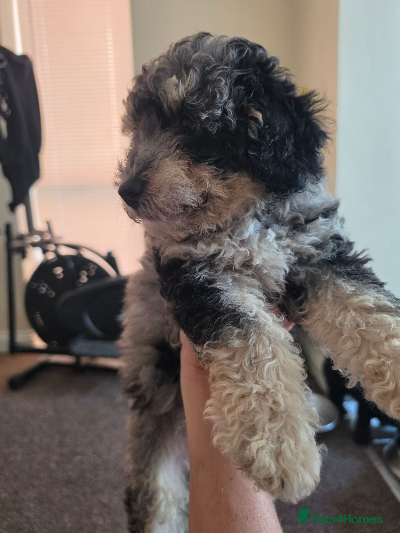 Poochon dogs 4 beautiful poochon puppys for sale  - Advert 1