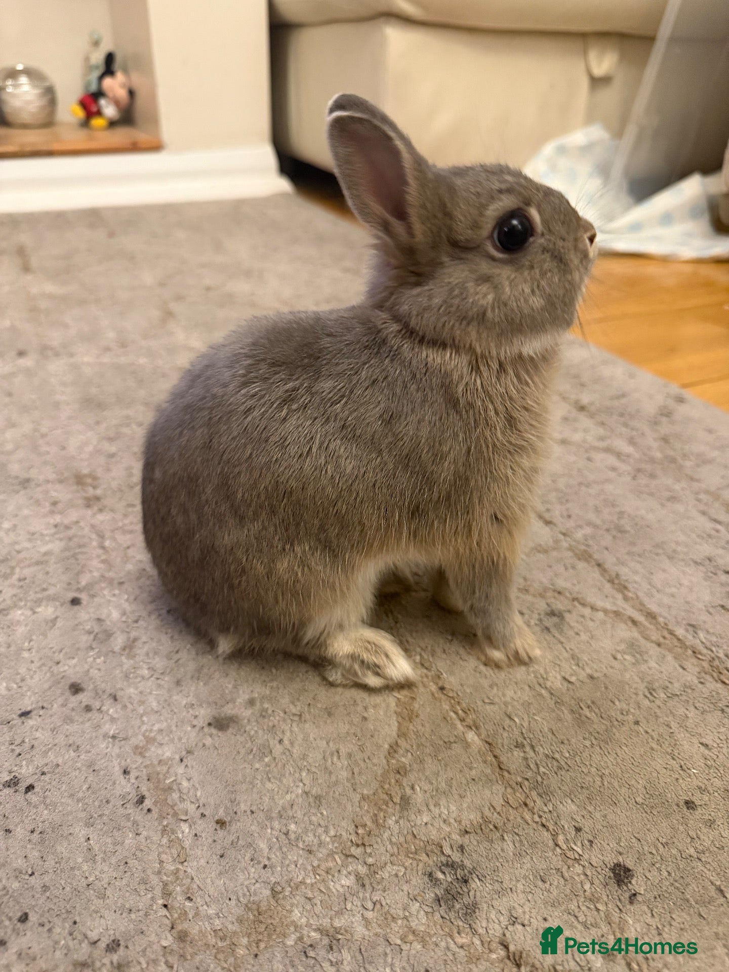 Netherland Dwarf rabbits Dwarf bunny  - Advert 3