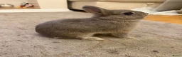 Netherland Dwarf rabbits for sale: Dwarf bunny  in Harrow - Advert 1