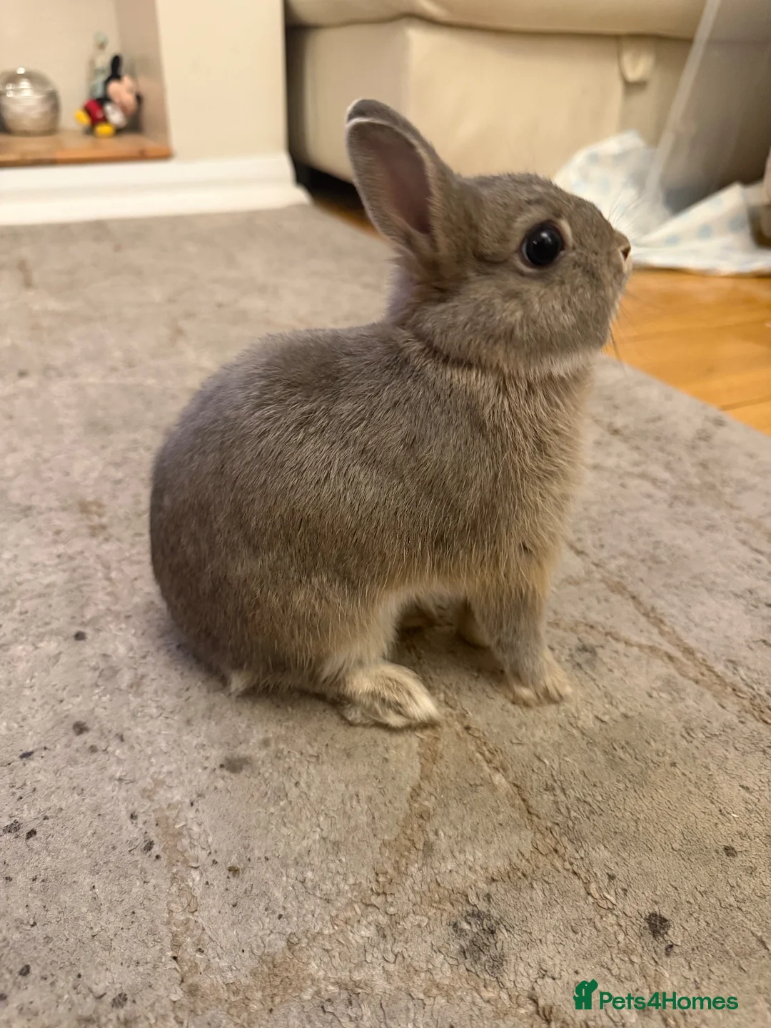 Netherland Dwarf rabbits for sale: Dwarf bunny  in Harrow - Advert 1