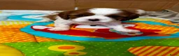 Cavalier King Charles Spaniel dogs for sale: Cavalier King Charles Spaniel - Advert 5