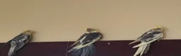 Mixed Breed birds for sale: Baby Cocatiel birds and budgies - Advert 26