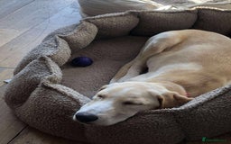 Mixed Breed dogs for adoption: **Meet Otello – The Pup with a Sparkle!** - Image 11