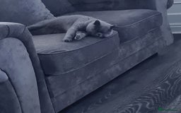 British Shorthair cats for sale: Female british shorthair  - Image 5