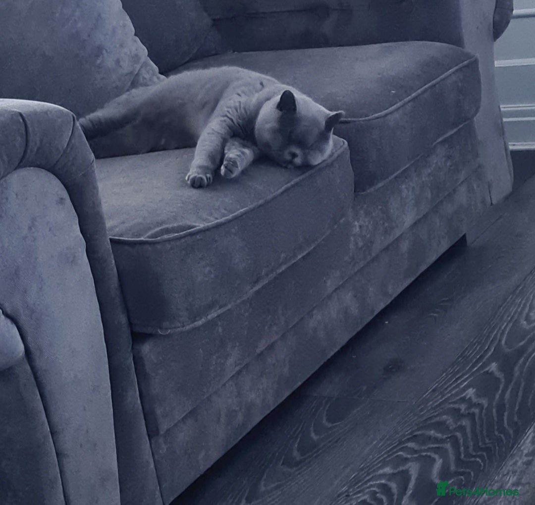 British Shorthair cats for sale: Female british shorthair  - Image 5