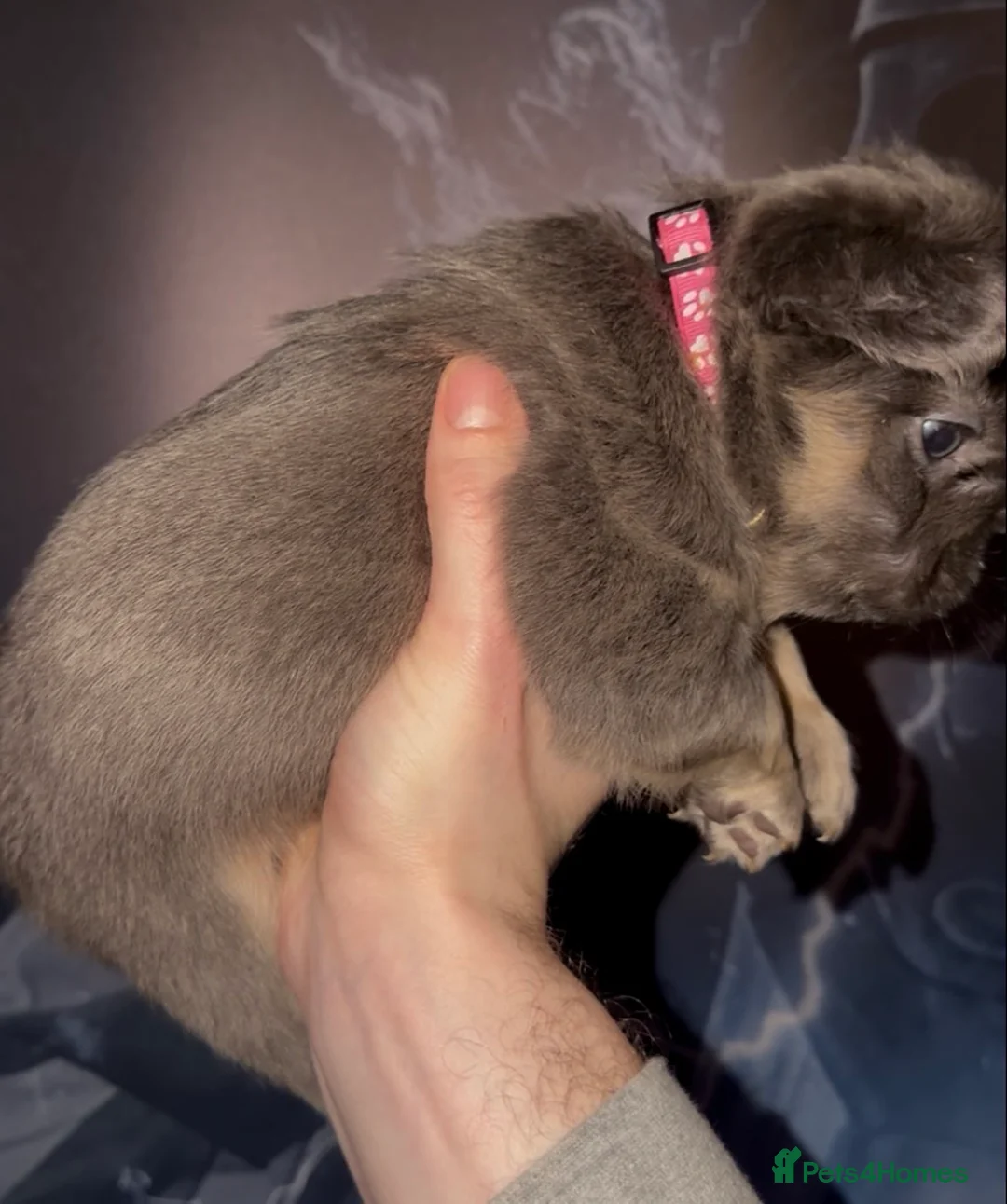 French Bulldog dogs for sale: Top quality fluffy Frenchbulldogs - Advert 31