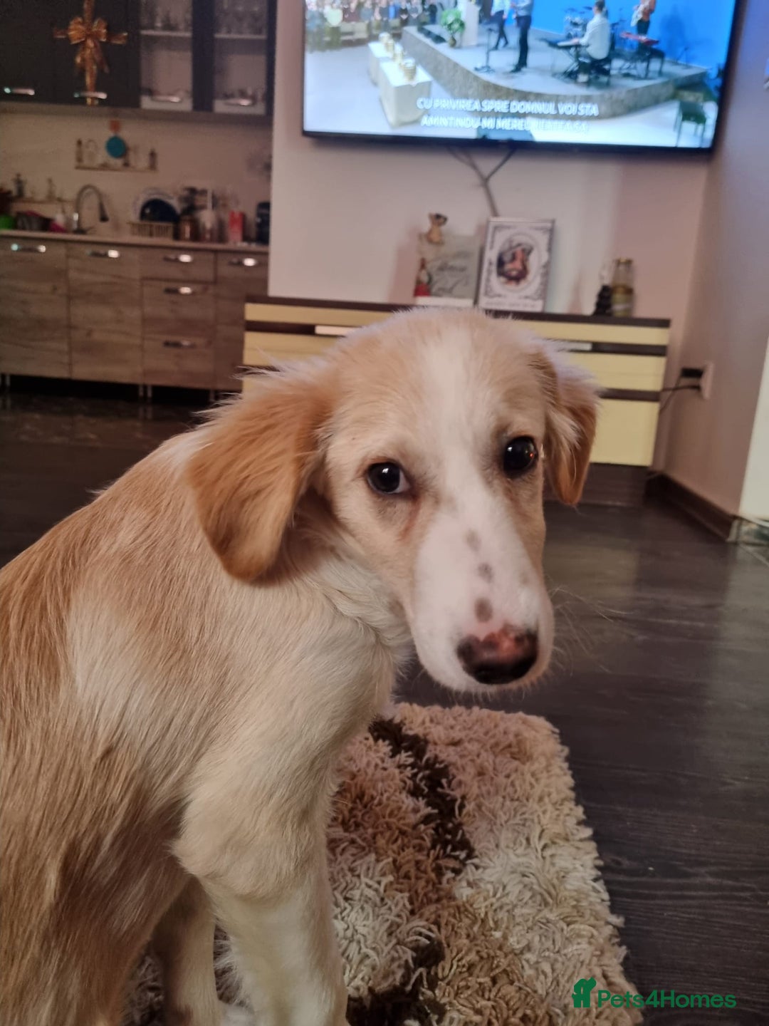 Mixed Breed dogs for adoption: Sweet Little OLAF – Hit and Run 😡 - Advert 8