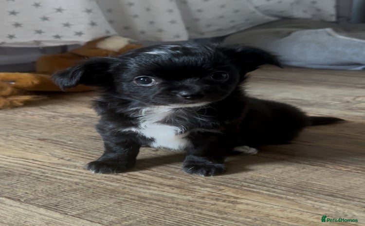 Chihuahua dogs - Advert 4