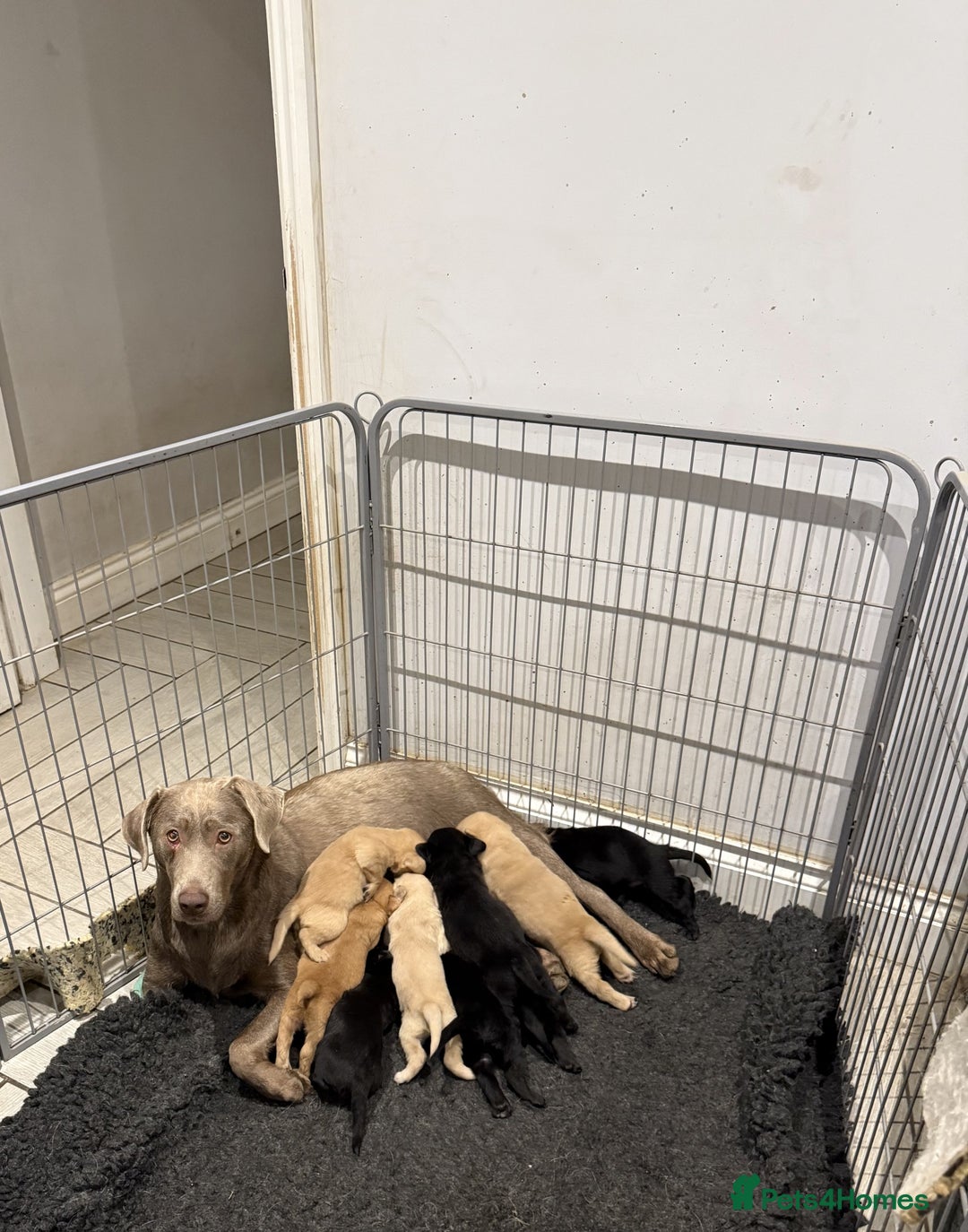 Labrador Retriever dogs for sale: Labrador Puppies For Sale - Advert 2