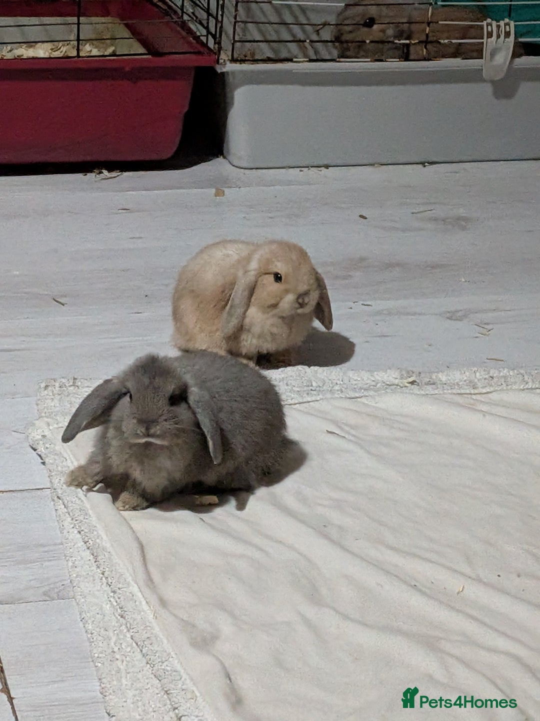 Mini Lop rabbits for sale: Baby mini lops ready for their forever homes - Advert 17