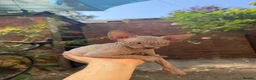 Sphynx cats for sale: Beautiful Sphynx Kittens 🐈‍⬛🐾🐾 - Advert 27