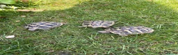 Tortoise reptiles for sale: **LAST FEW**Stunning baby Hermann Tortoises CB/UK - Advert 18