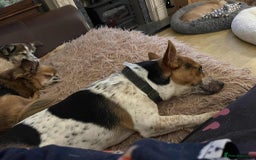Jack Russell dogs for adoption: Bandit - Hingham Norfolk  - Advert 4
