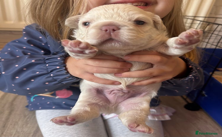 French Bulldog dogs - Advert 1