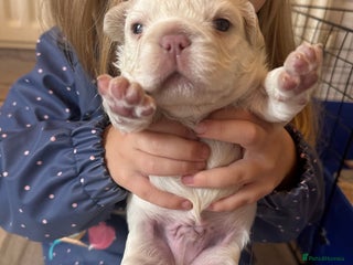 French Bulldog dogs - Advert 3