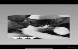 Mixed Breed cats for sale: 9 week old male kitten for sale . - Image 3