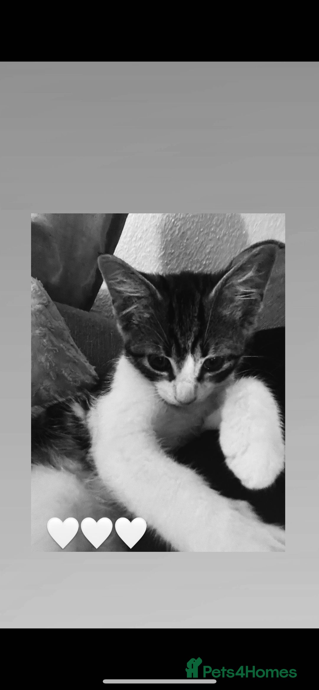 Mixed Breed cats for sale: 9 week old male kitten for sale . - Image 3