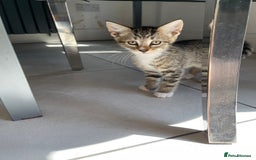 Mixed Breed cats for sale: ADOPT NOW! SWEET BLACK TUXEDO MALE TABBY LEFT - Image 14