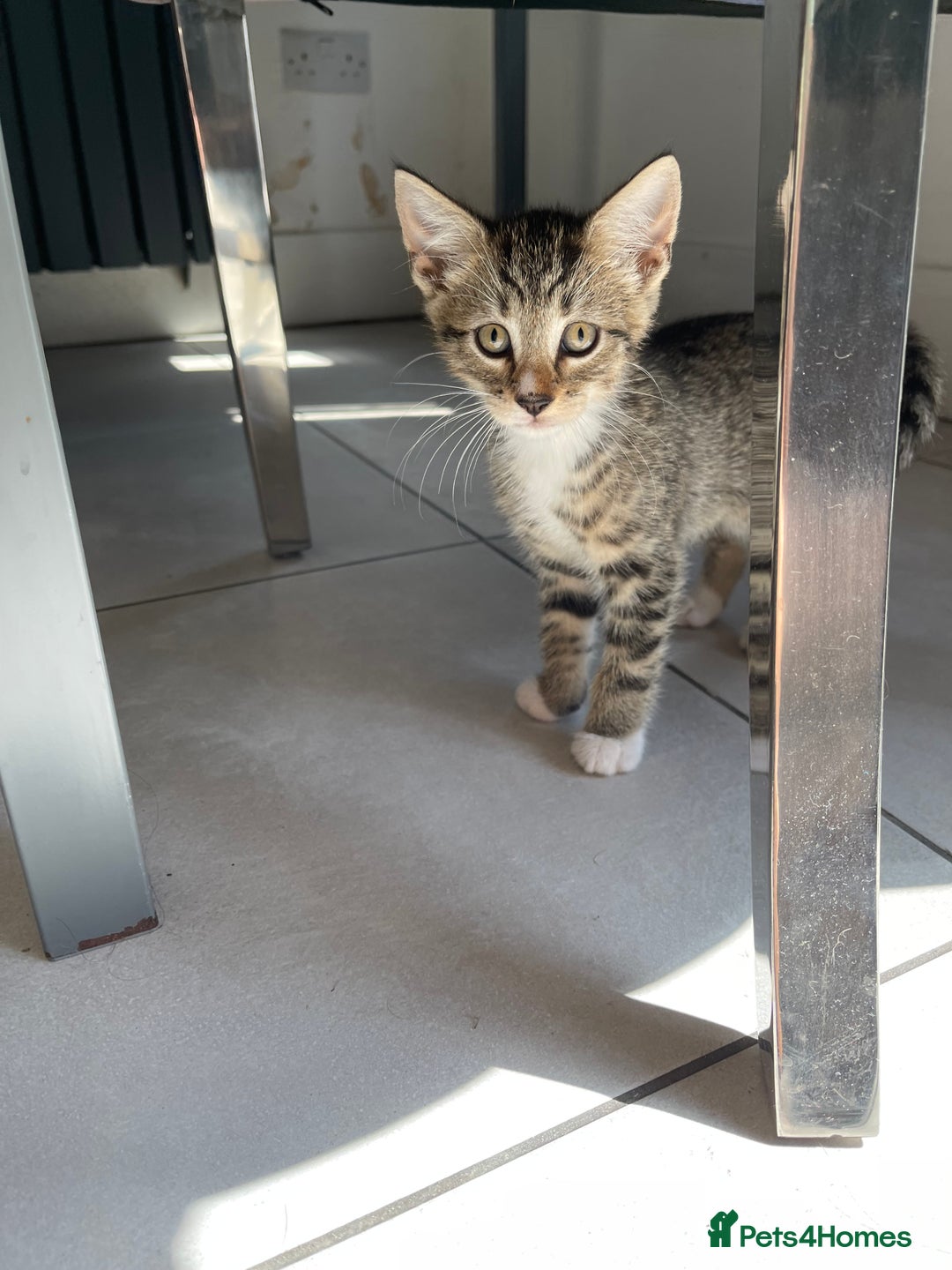 Mixed Breed cats for sale: ADOPT NOW! SWEET BLACK TUXEDO MALE TABBY LEFT - Image 14