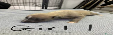 Whippet Puppy 4