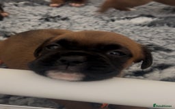 Boxer dogs for sale: KC bobtail pups heartscore 0, CHAMPION lines - Image 22