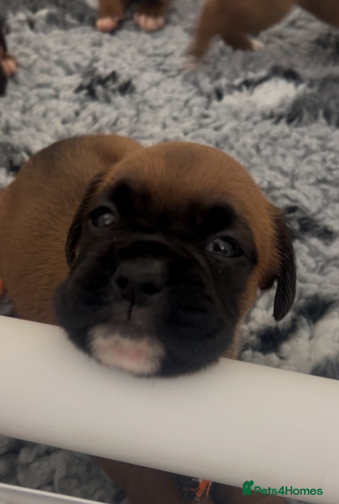 Boxer dogs for sale: KC bobtail pups heartscore 0, CHAMPION lines - Image 22