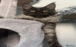 Maine Coon cats for sale: beautiful mainecoon sisters  - Image 14