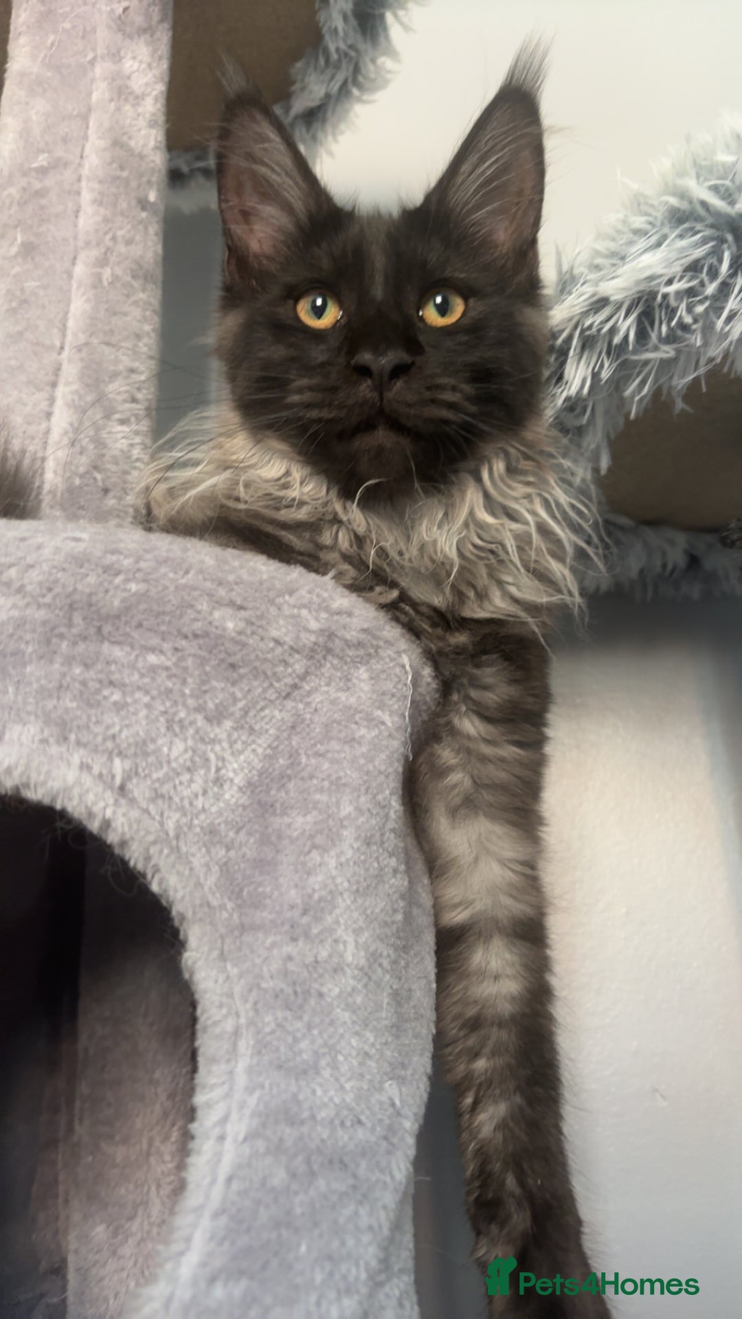 Maine Coon cats for sale: beautiful mainecoon sisters  - Image 14