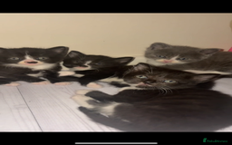 Mixed Breed cats for sale: Cute kittens need loving home - Image 8