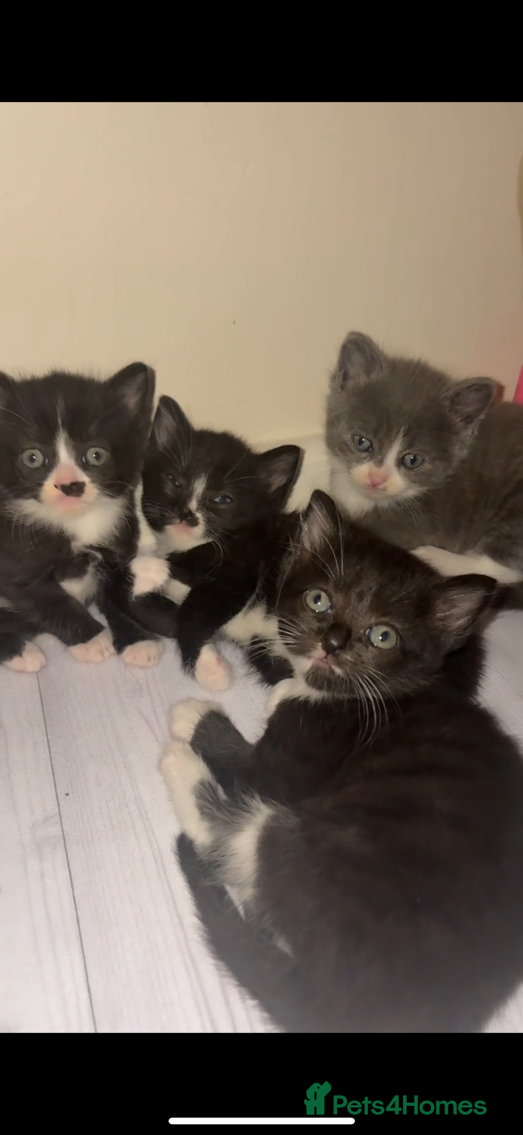 Mixed Breed cats for sale: Cute kittens need loving home - Image 8