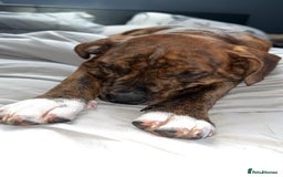 Mixed Breed dogs for sale: 16 week American Bulldog/staff - Advert 8