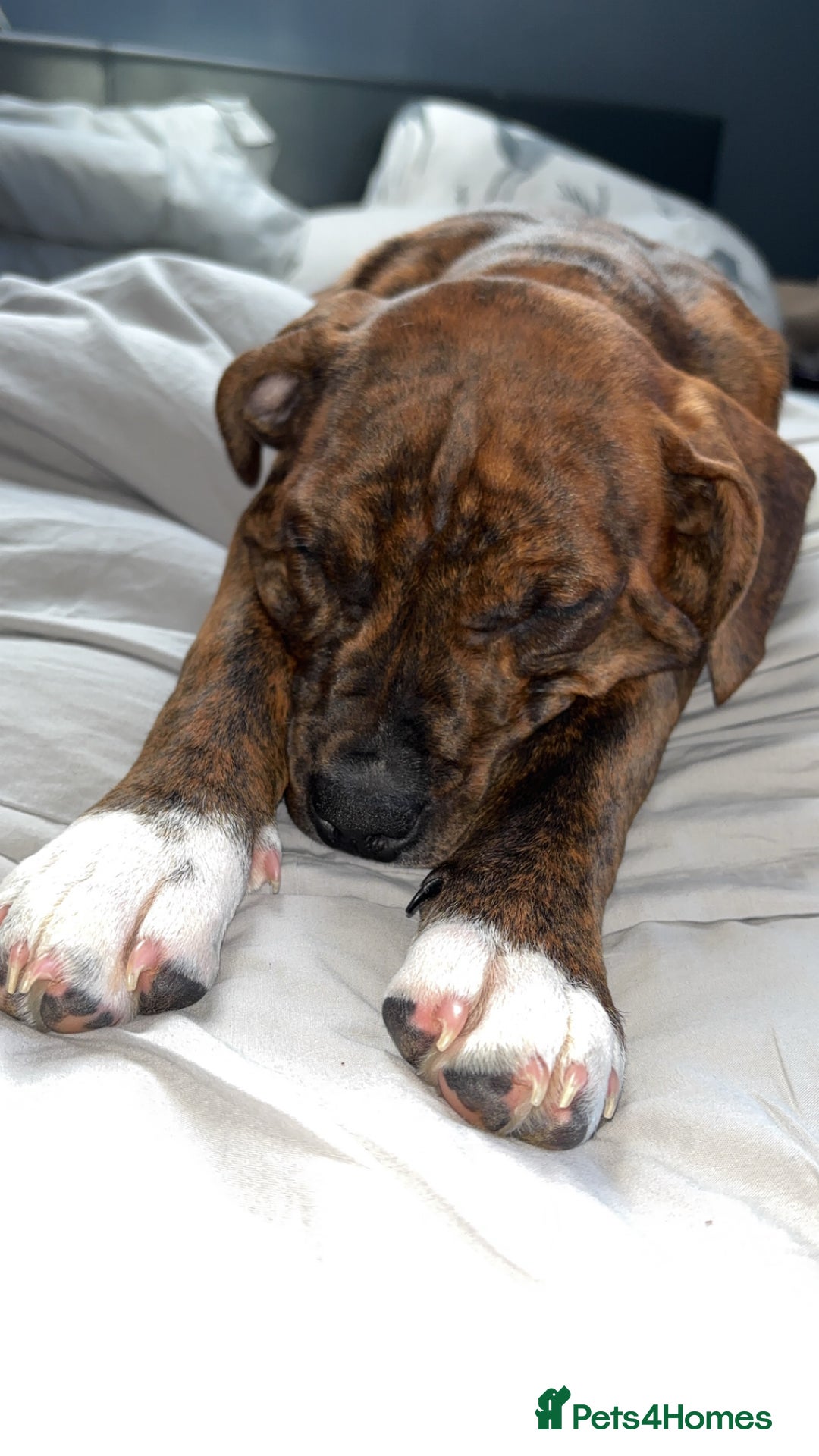 Mixed Breed dogs for sale: 16 week American Bulldog/staff - Advert 8