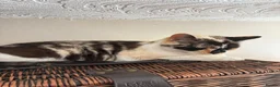Mixed Breed cats for sale: Two adult cats for sale  - Advert 8