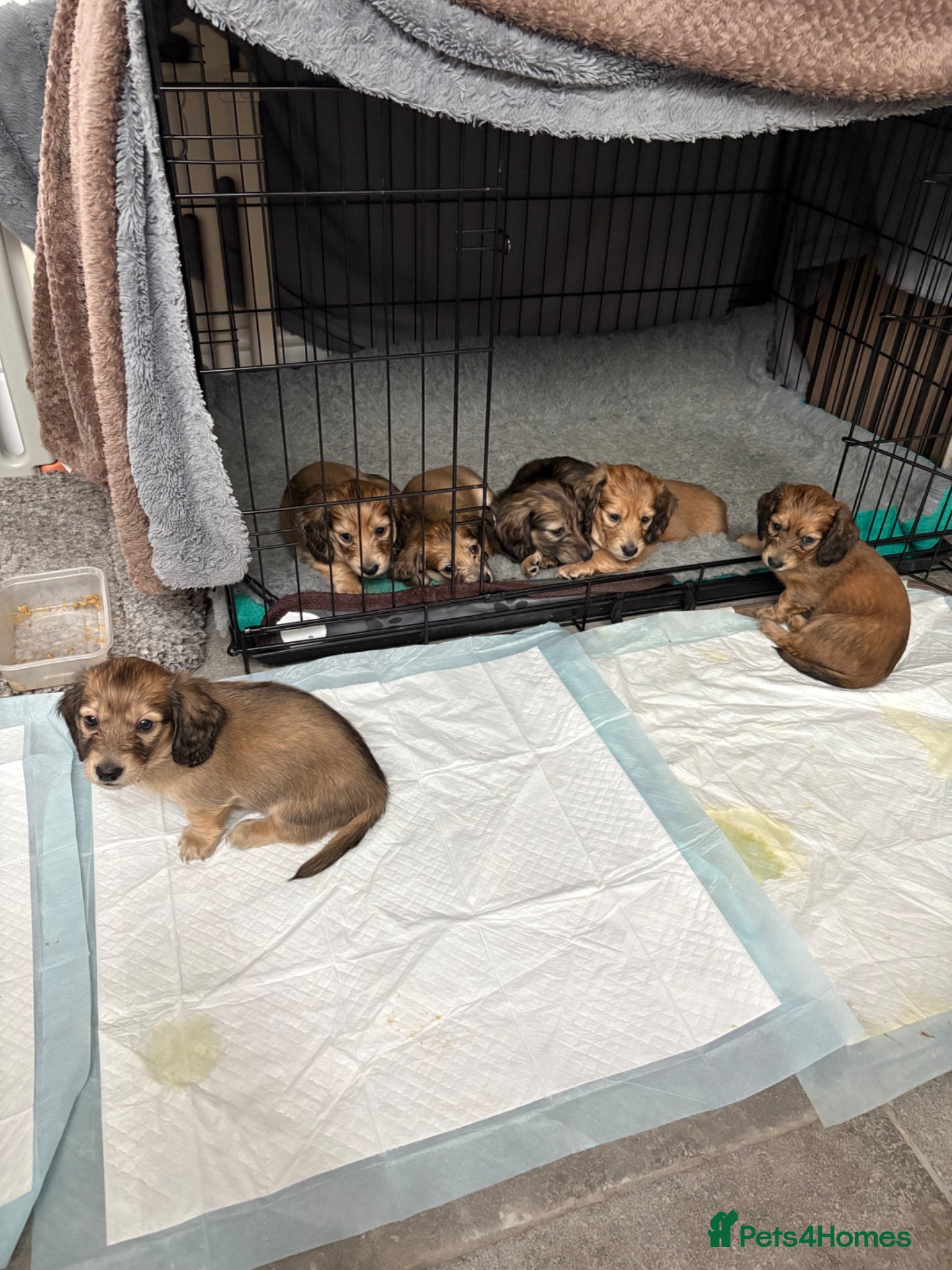 Miniature Dachshund dogs Family bred, longhaired miniature dachshund litter - Advert 1