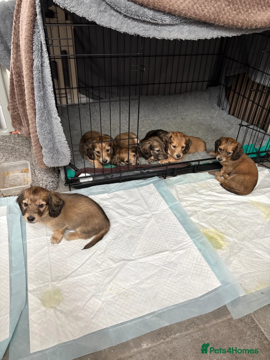 Miniature Dachshund dogs for sale: Family bred, longhaired miniature dachshund litter - Advert 1