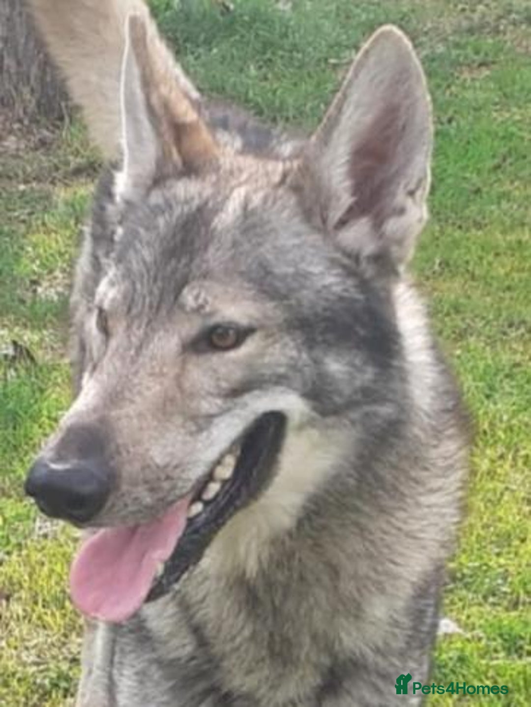 German Shepherd dogs for sale: RARE TAMASKAN PUPS REGISTERED AND EMBARKED - Advert 9