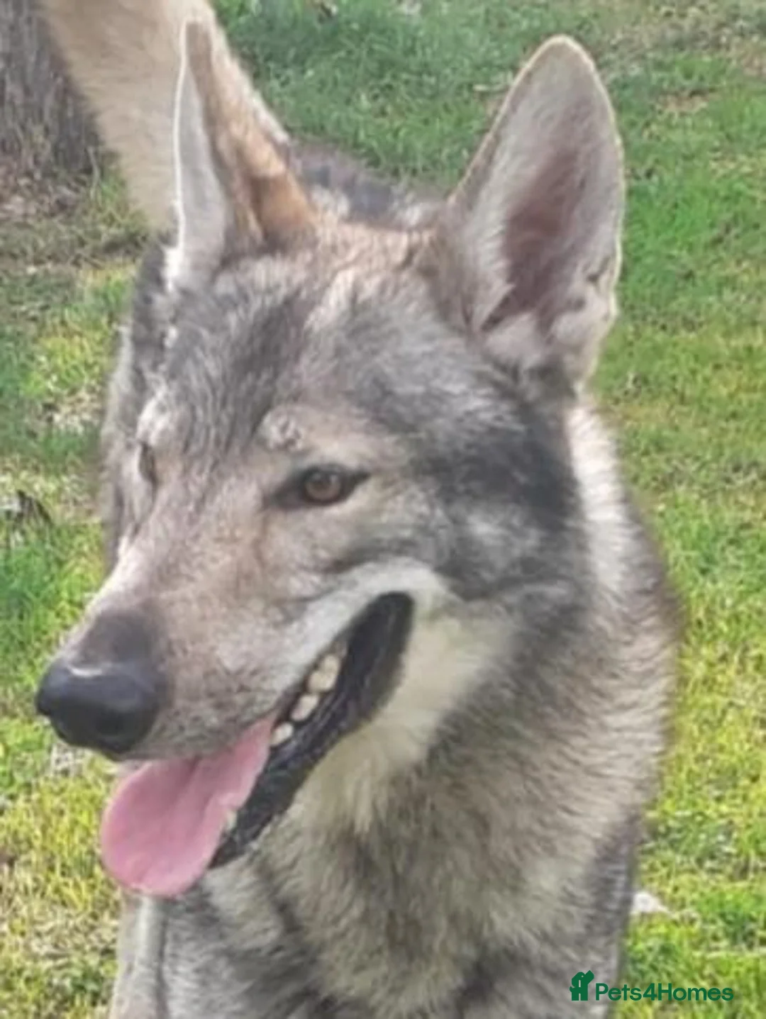 German Shepherd dogs for sale: RARE TAMASKAN PUPS REGISTERED AND EMBARKED - Advert 10