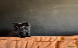 Domestic Shorthair cats for sale: 2 beautiful kittens to be homed together  - Image 2