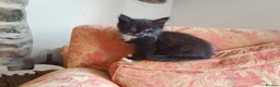 Mixed Breed cats for sale: Beautiful female kitten  - Advert 11