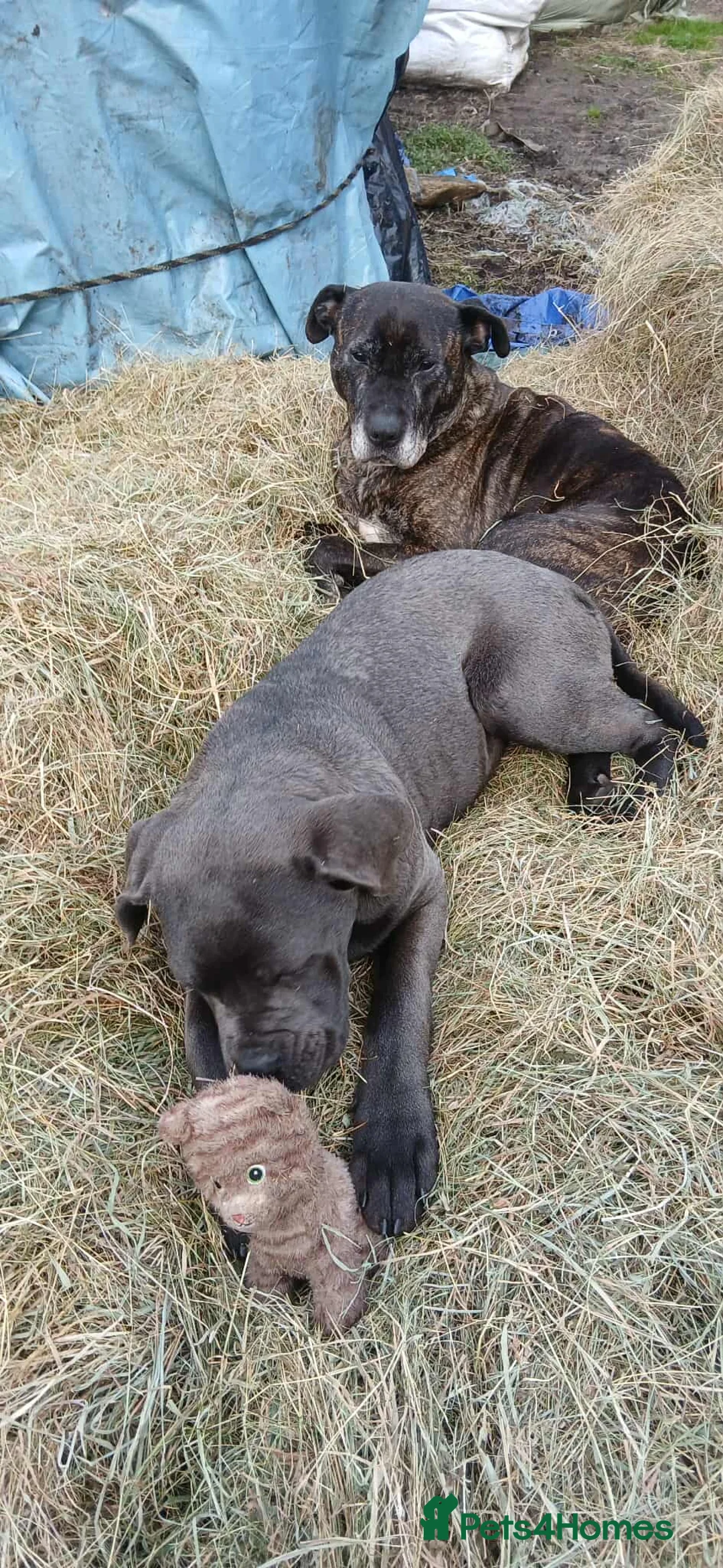 Cane Corso dogs for sale: 8 month old female - Advert 2