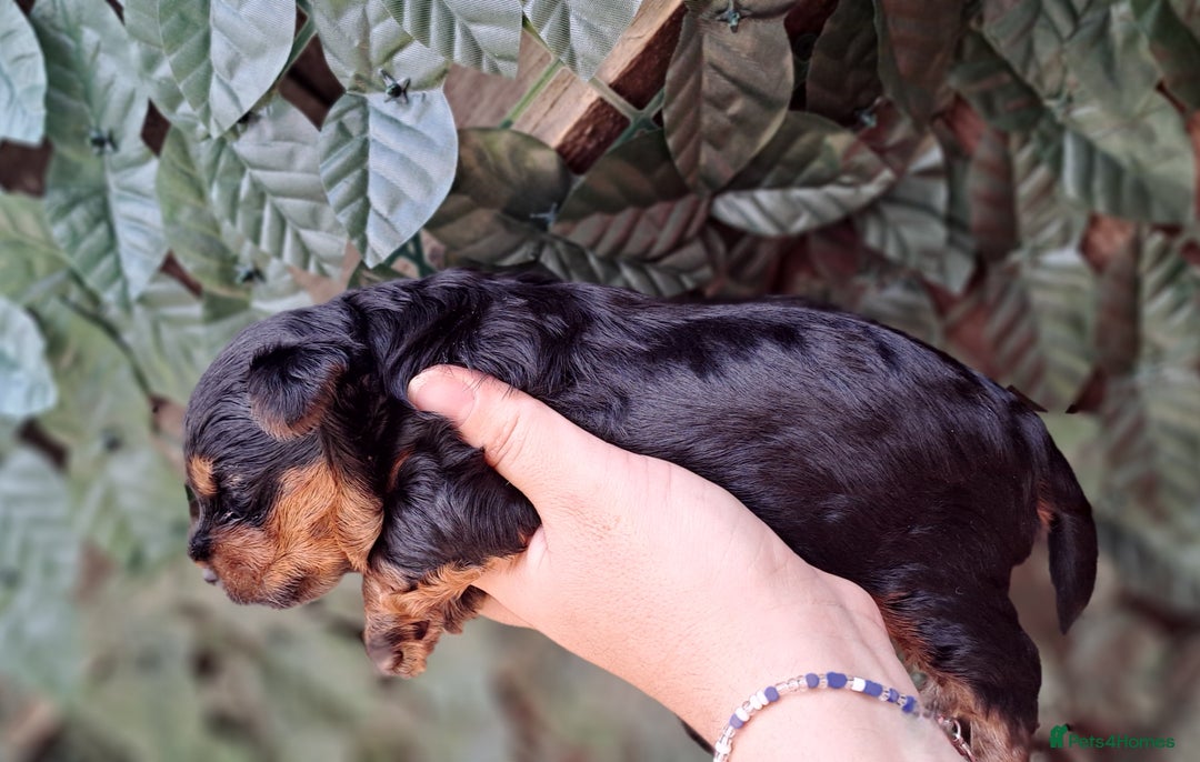 Yorkshire Terrier dogs for sale: Beautiful Biewer Yorkshire pups*LASTBOY Readynow* in Andover - Image 27