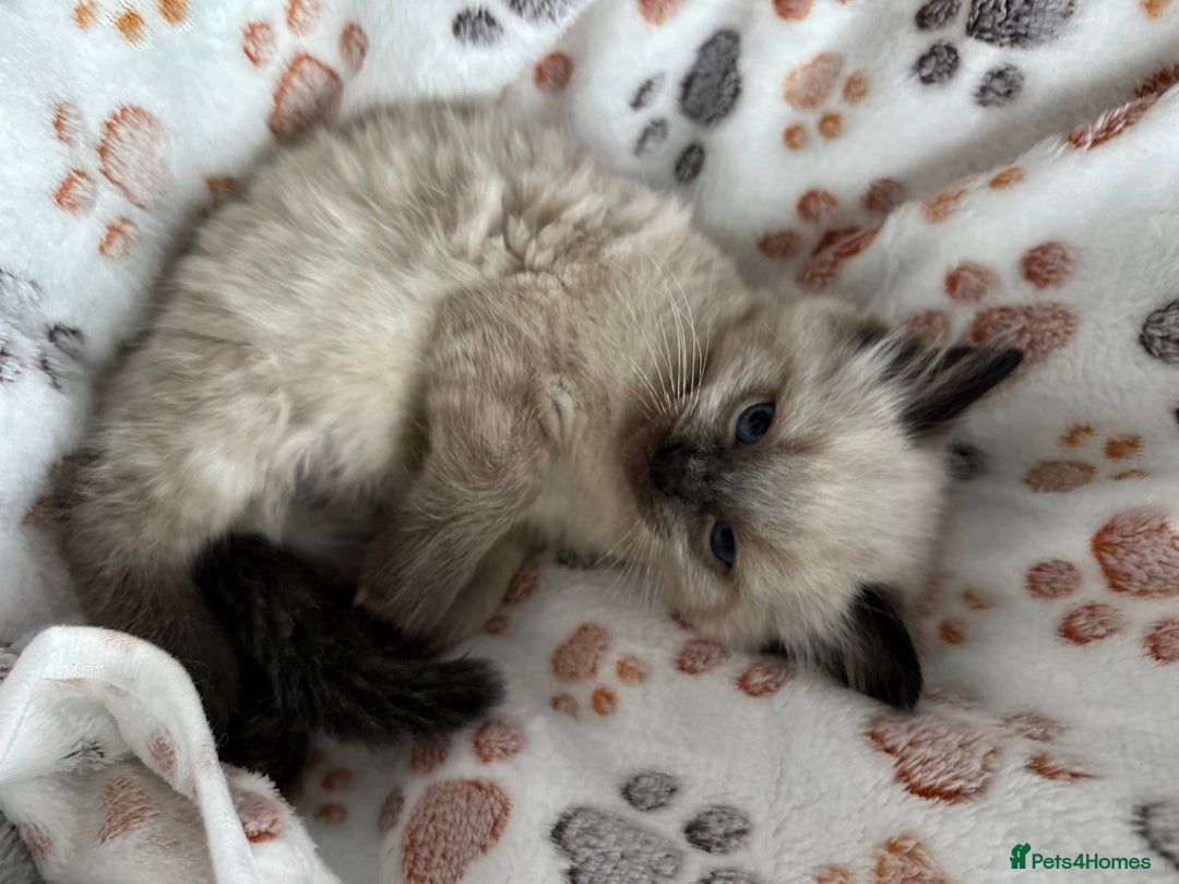 Ragdoll cats for sale: Gorgeous ragdoll kittens  - Advert 12