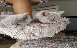 Brazilian Shorthair cats for sale: Beautiful blues Bristh short hair - Image 11