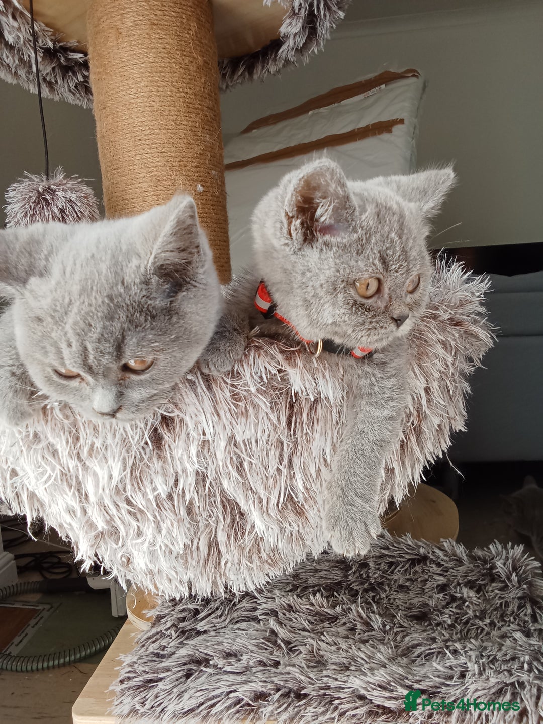 Brazilian Shorthair cats for sale: Beautiful blues Bristh short hair - Image 11