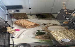 Mini Lop rabbits for sale: Female Mini Lop  - Image 4