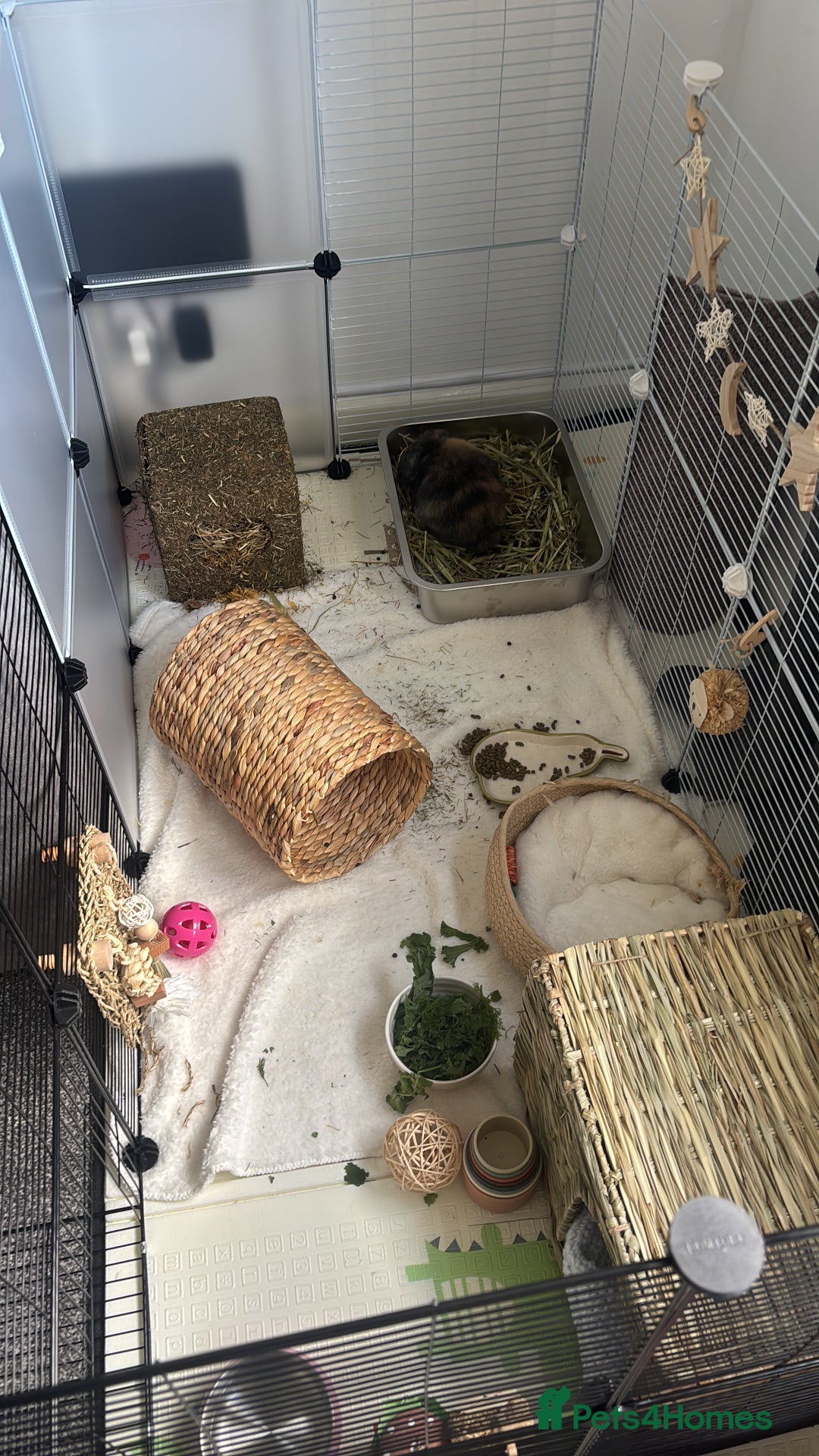 Mini Lop rabbits for sale: Female Mini Lop  - Image 4