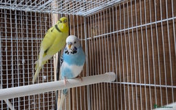 Budgerigars birds for sale: Pair of budgies  - Image 4