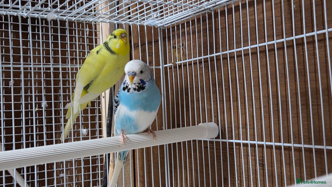 Budgerigars birds for sale: Pair of budgies  - Image 4